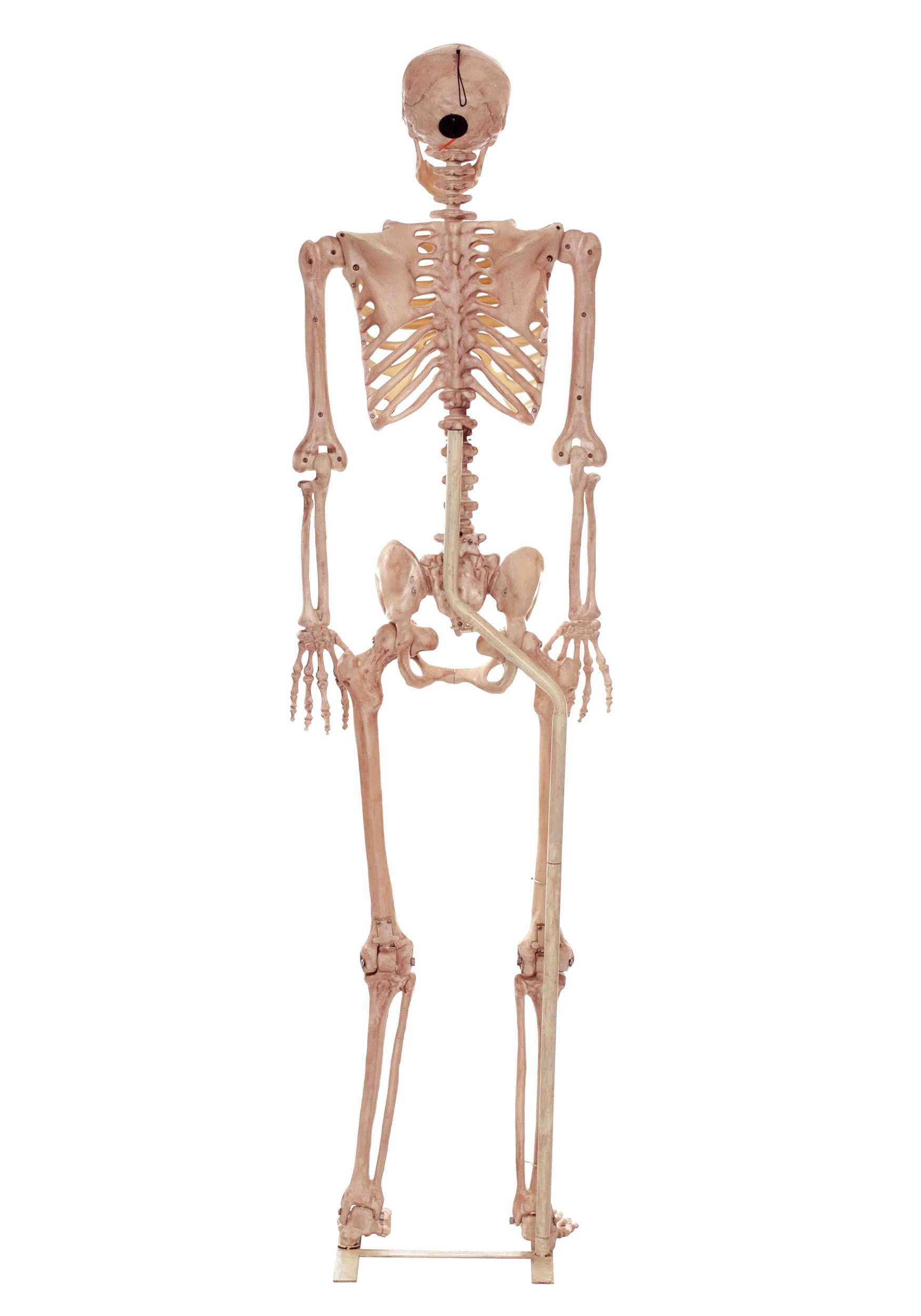3.5FT Metal Stand for Life Size Skeleton Halloween Decoration