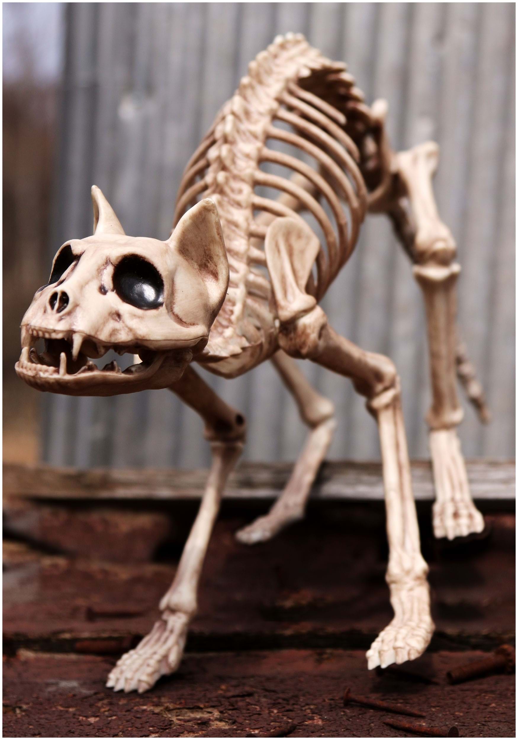 10.5-Inch Cat Bones Skeleton Decoration 4 10.5-Inch Cat Bones Skeleton Decoration