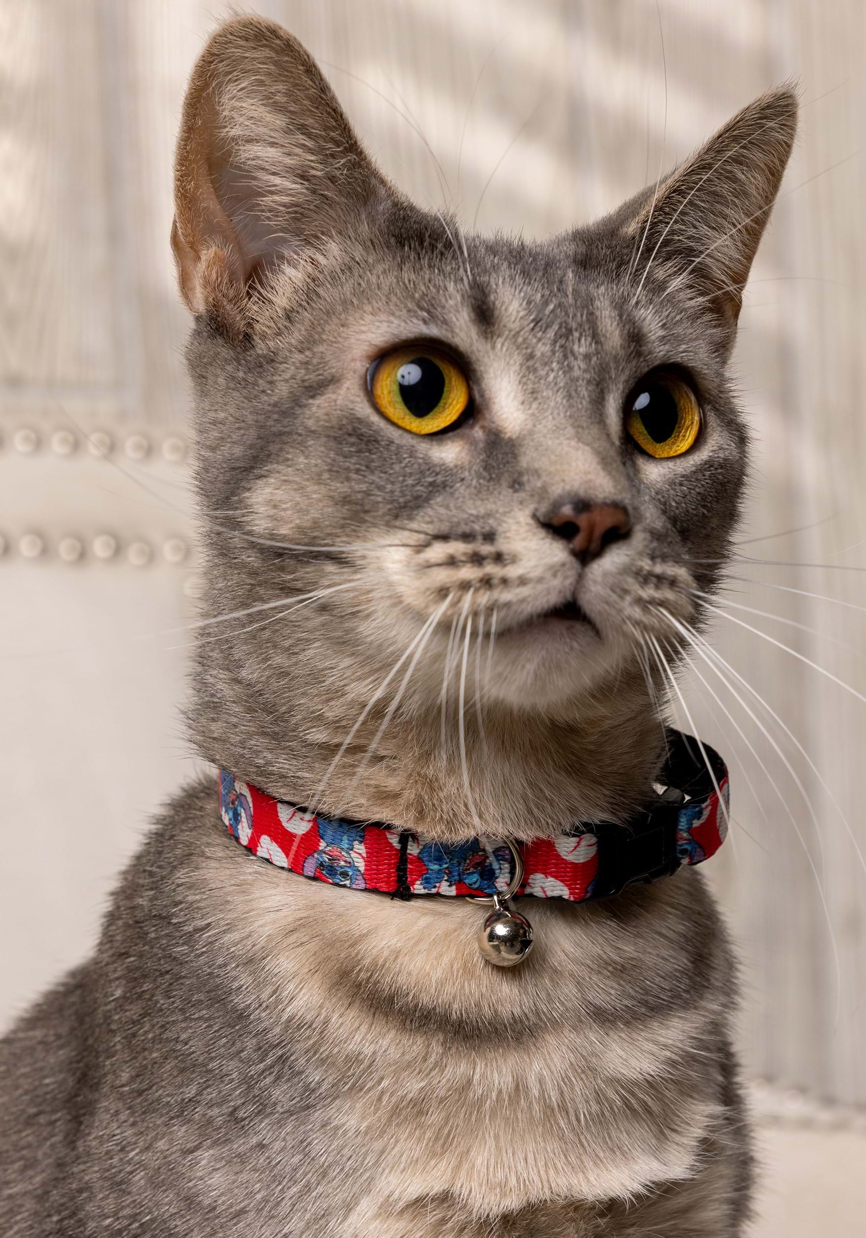 Disney Lilo & Stitch Breakaway Cat Collar 1 Disney Lilo & Stitch Breakaway Cat Collar