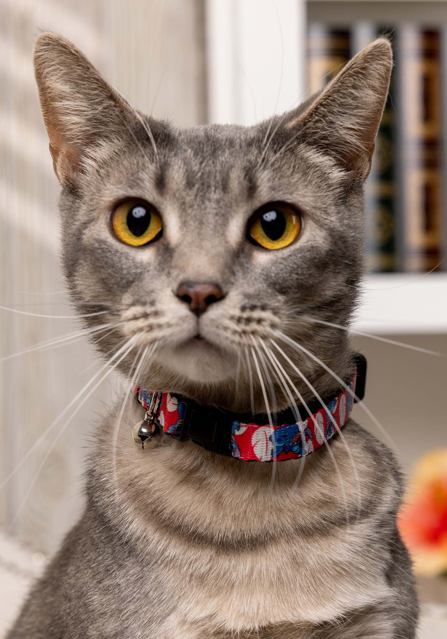 Disney Lilo & Stitch Breakaway Cat Collar 2 Disney Lilo & Stitch Breakaway Cat Collar