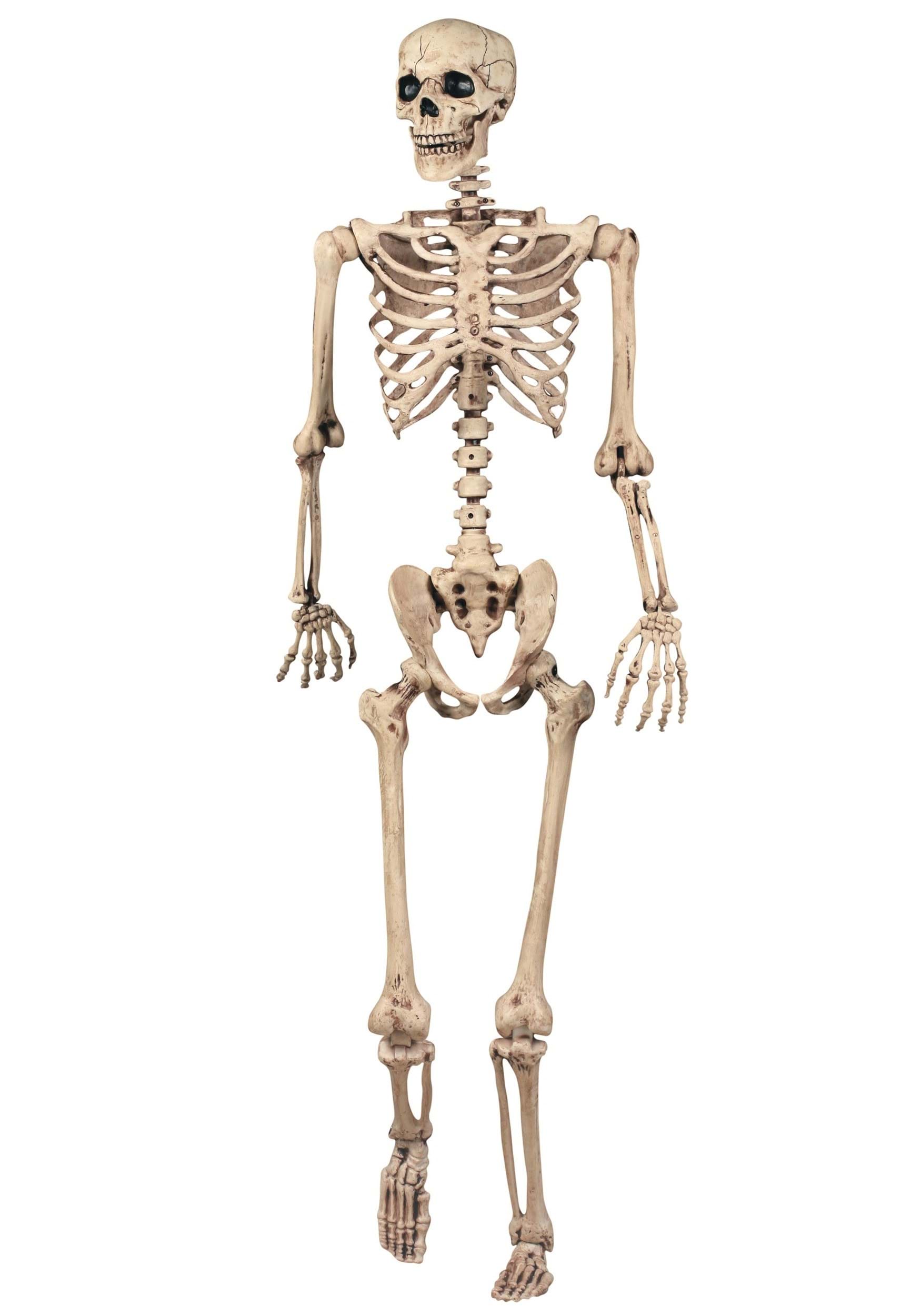 Realistic 5FT Poseable Skeleton Halloween Prop 5 Realistic 5FT Poseable Skeleton Halloween Prop