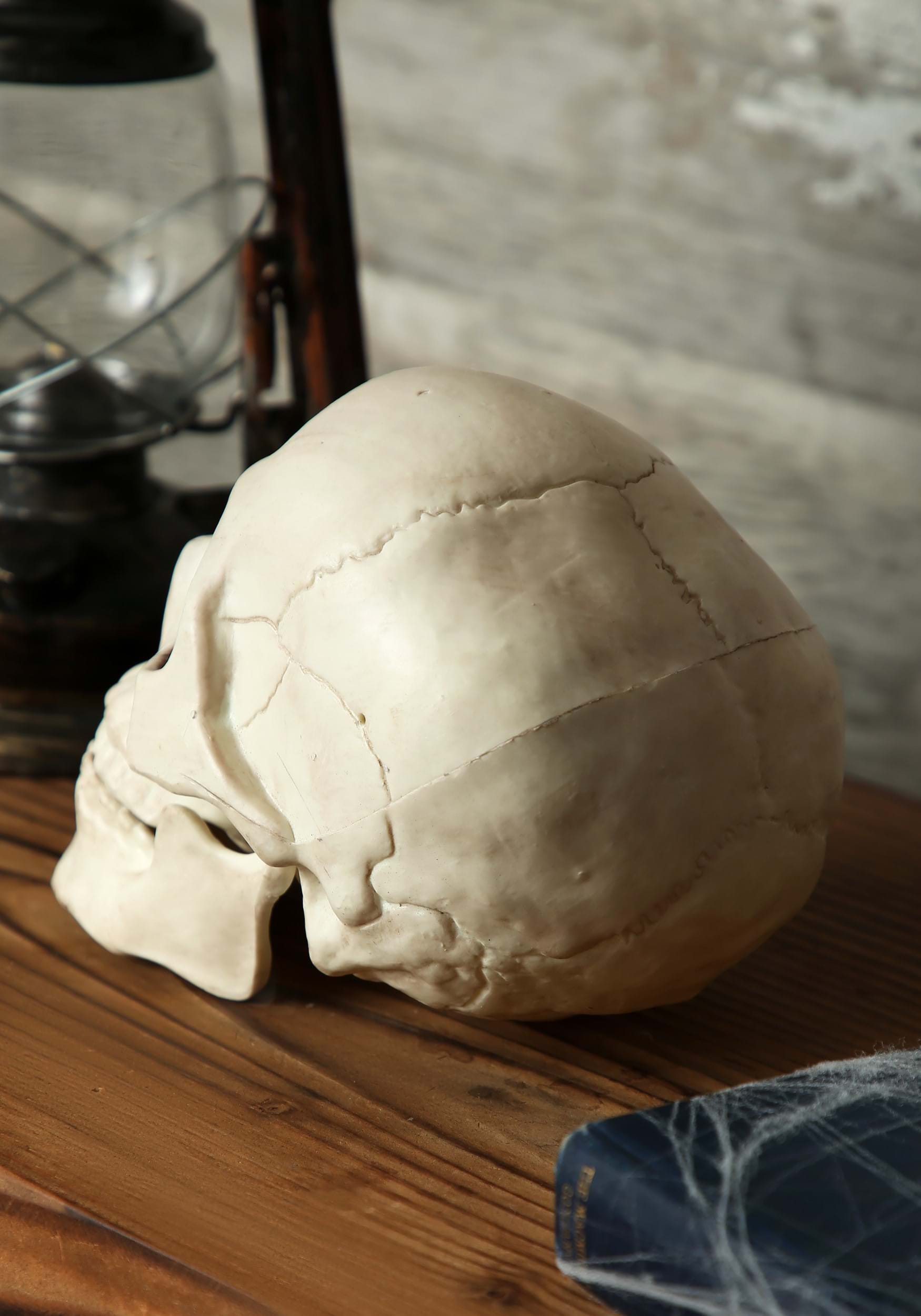 7-Inch Skull with Movable Jaw Halloween Prop